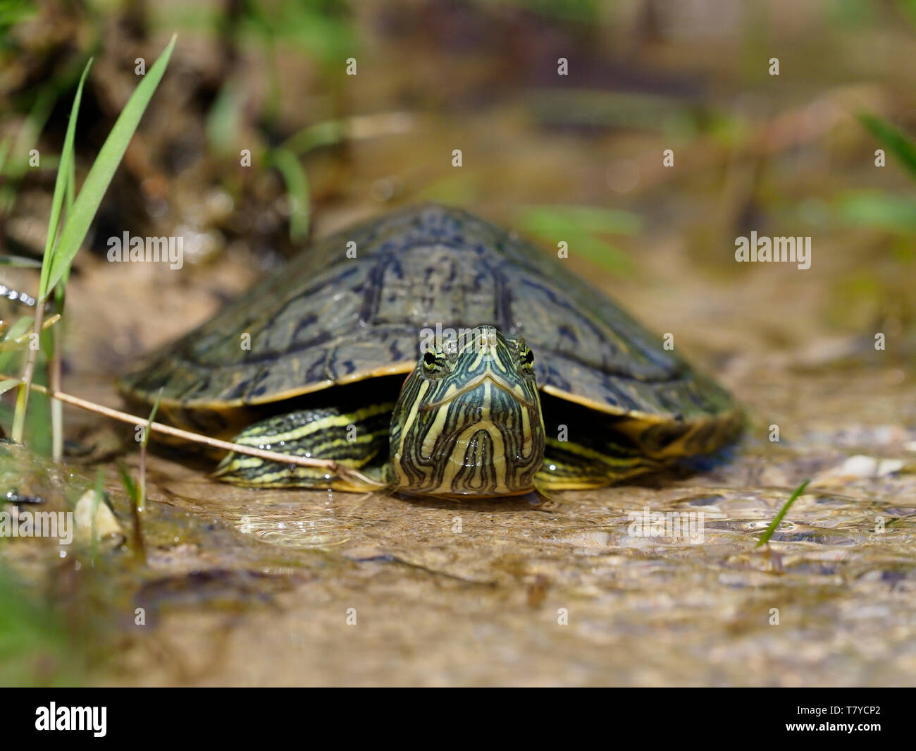 Rosso-eared slider Trachemys scripta elegans, Bulgaria, Aprile 2019 Foto Stock