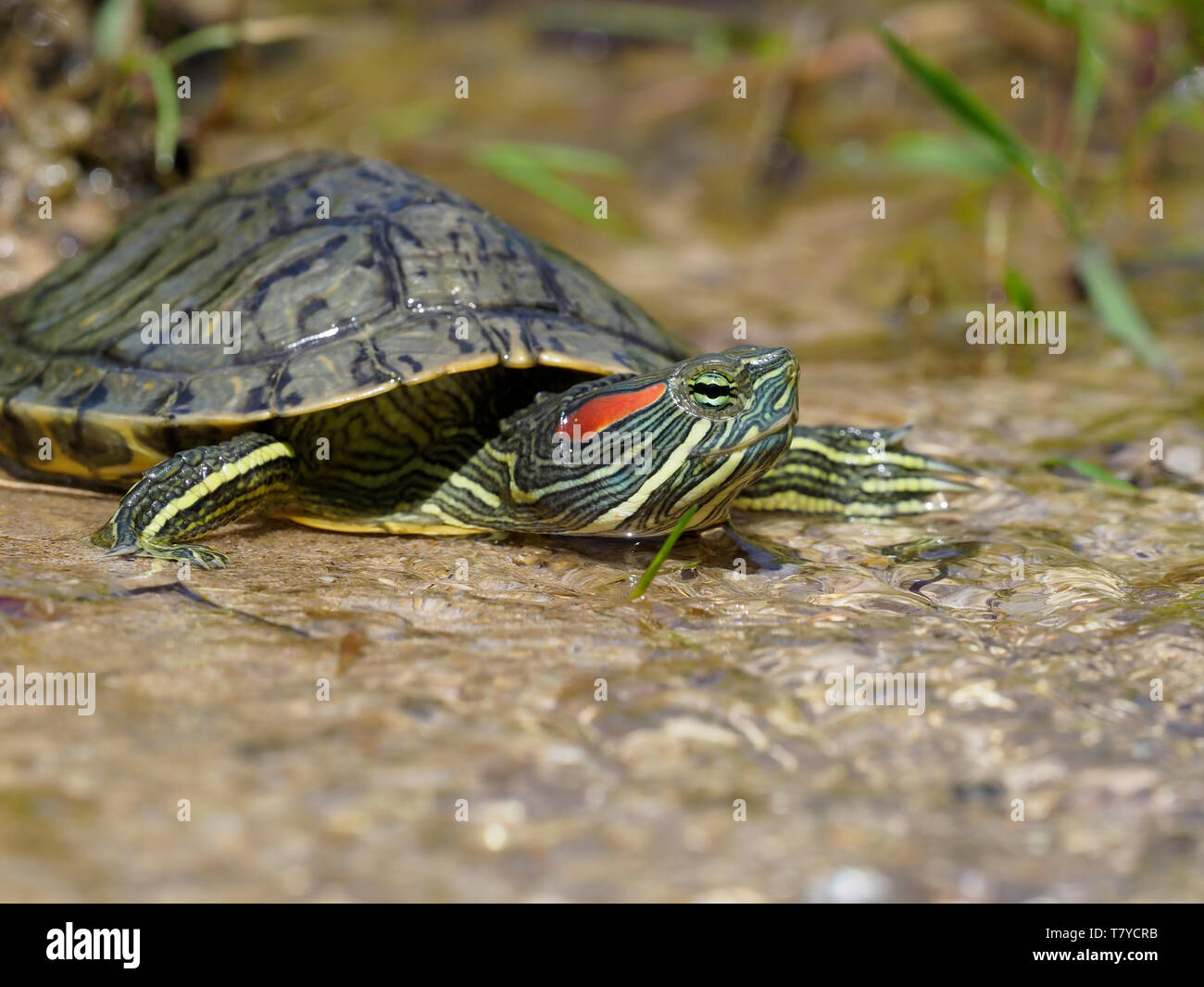 Rosso-eared slider Trachemys scripta elegans, Bulgaria, Aprile 2019 Foto Stock