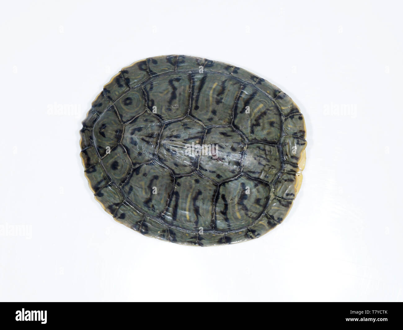 Rosso-eared slider Trachemys scripta elegans, Bulgaria, Aprile 2019 Foto Stock