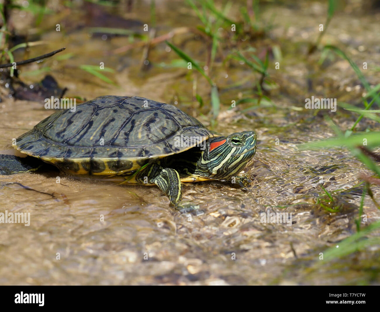 Rosso-eared slider Trachemys scripta elegans, Bulgaria, Aprile 2019 Foto Stock