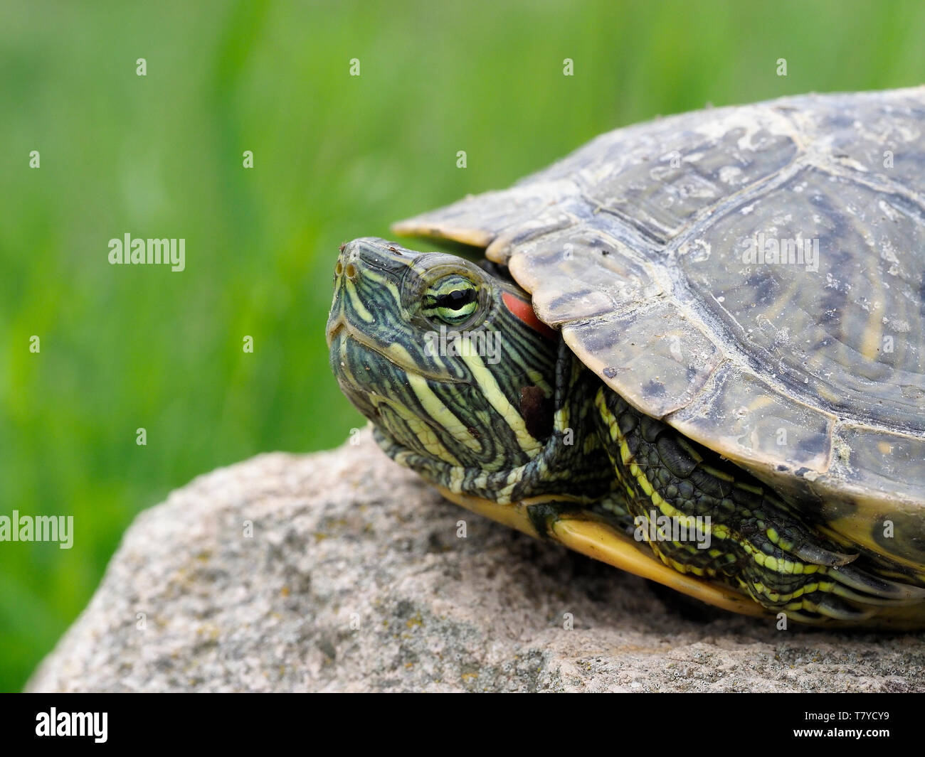 Rosso-eared slider Trachemys scripta elegans, Bulgaria, Aprile 2019 Foto Stock