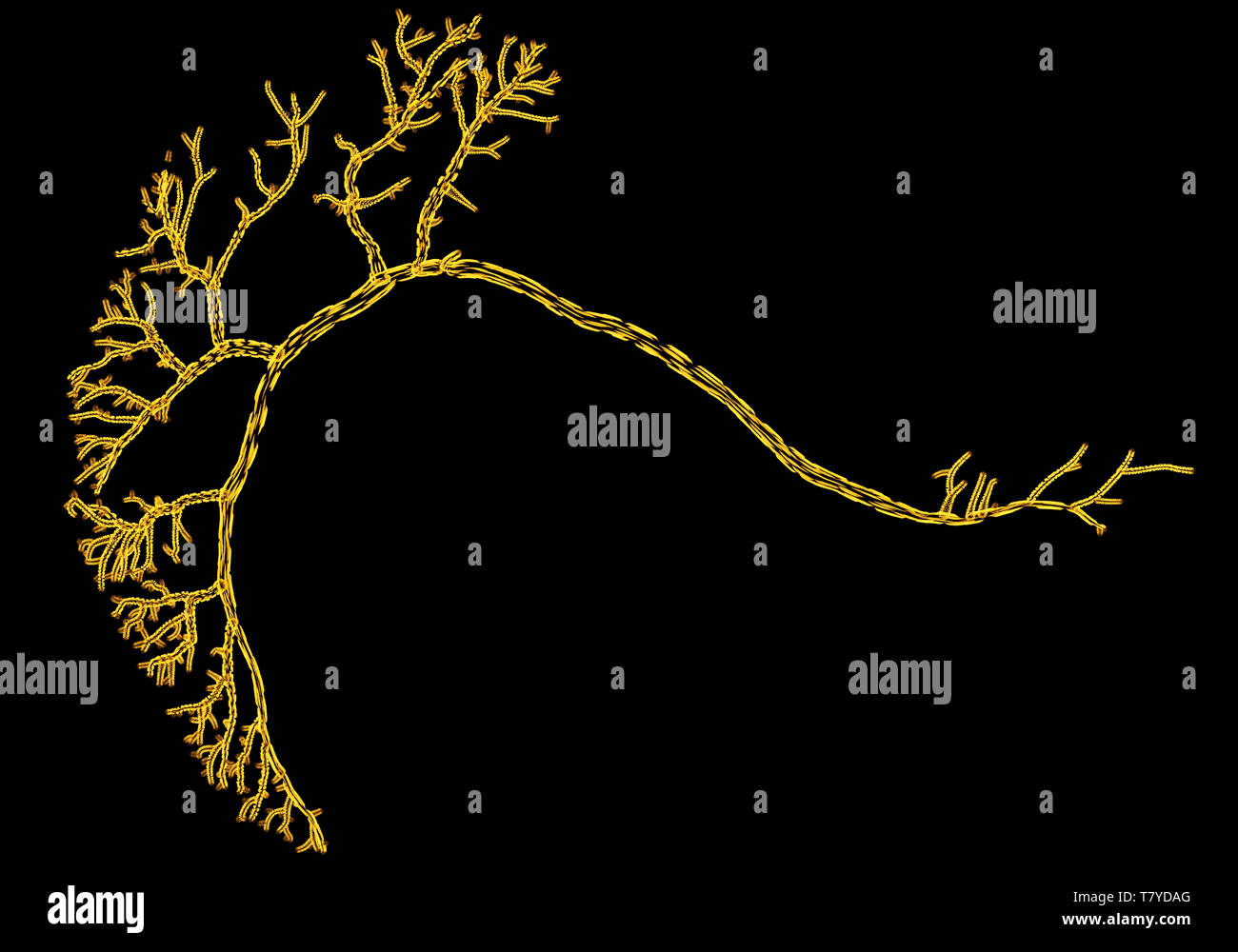 Vista microscopico dei neuroni. Regione del cervello, lobo ottica, mosca carnaria. Connessioni e comunicazione e stimolazione cerebrale Foto Stock