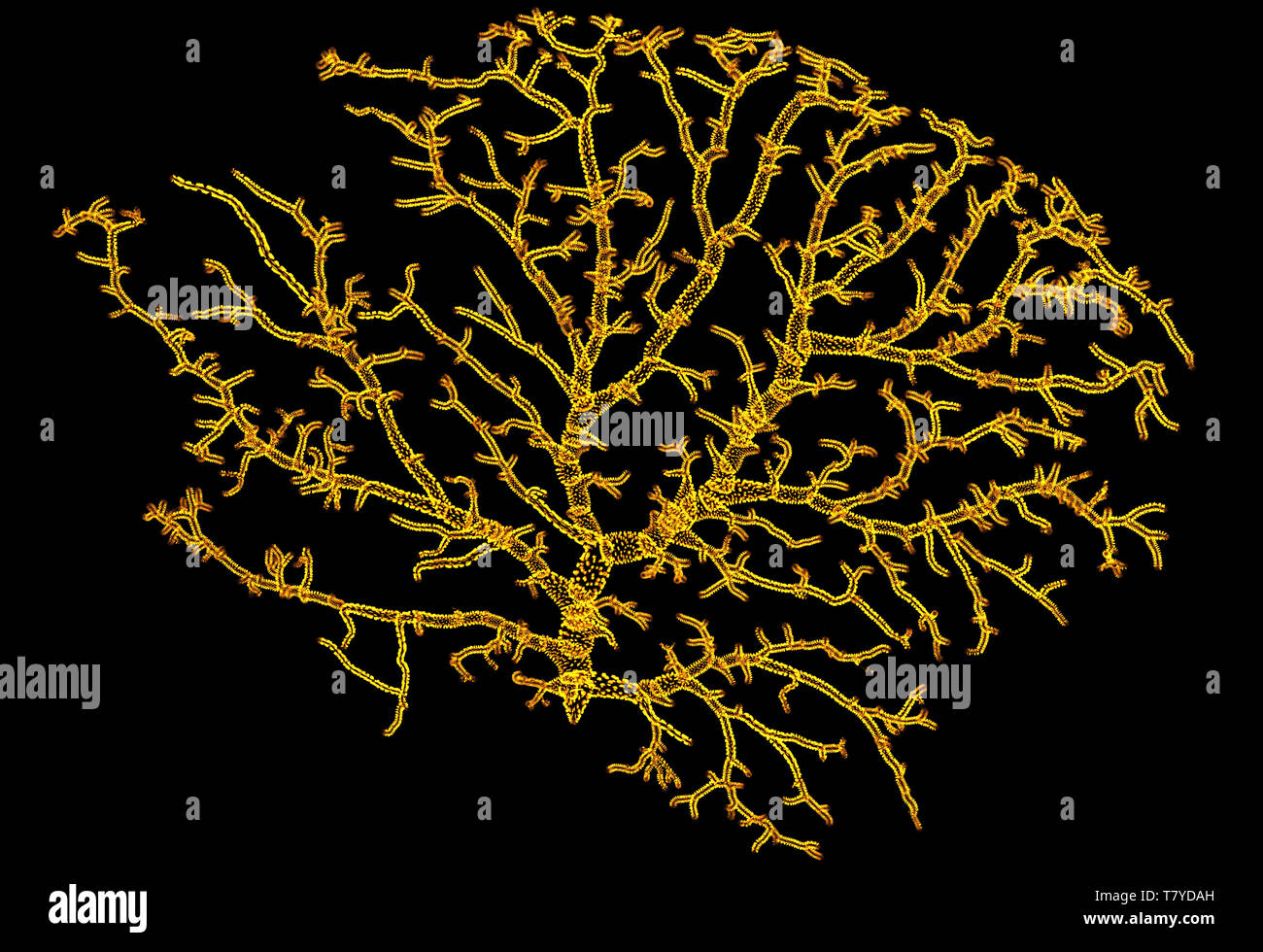 Vista microscopico dei neuroni. Regione del cervello, lobo ottica, drosophila melanogaster neurone. Connessioni e comunicazione e stimolazione cerebrale Foto Stock