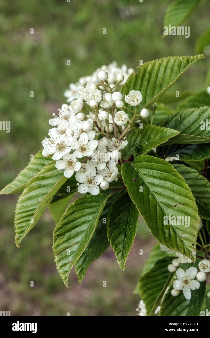Infiorescenza bianco, foglie di frassino di montagna , Sorbus alnifolia "Uccello Rosso" Foto Stock