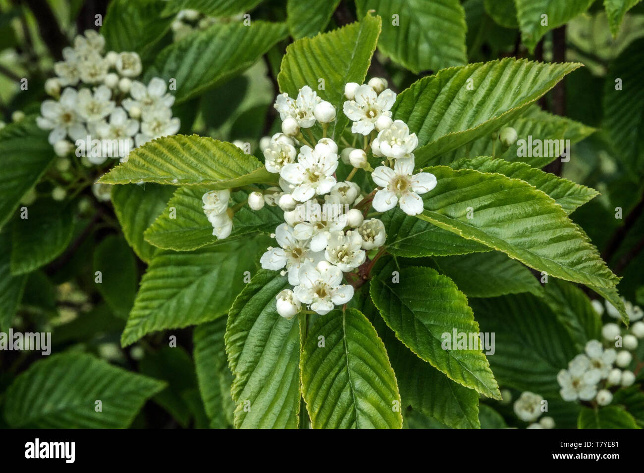 Infiorescenza bianca, foglie, cenere di montagna, Sorbus alnifolia 'uccello rosso' Foto Stock