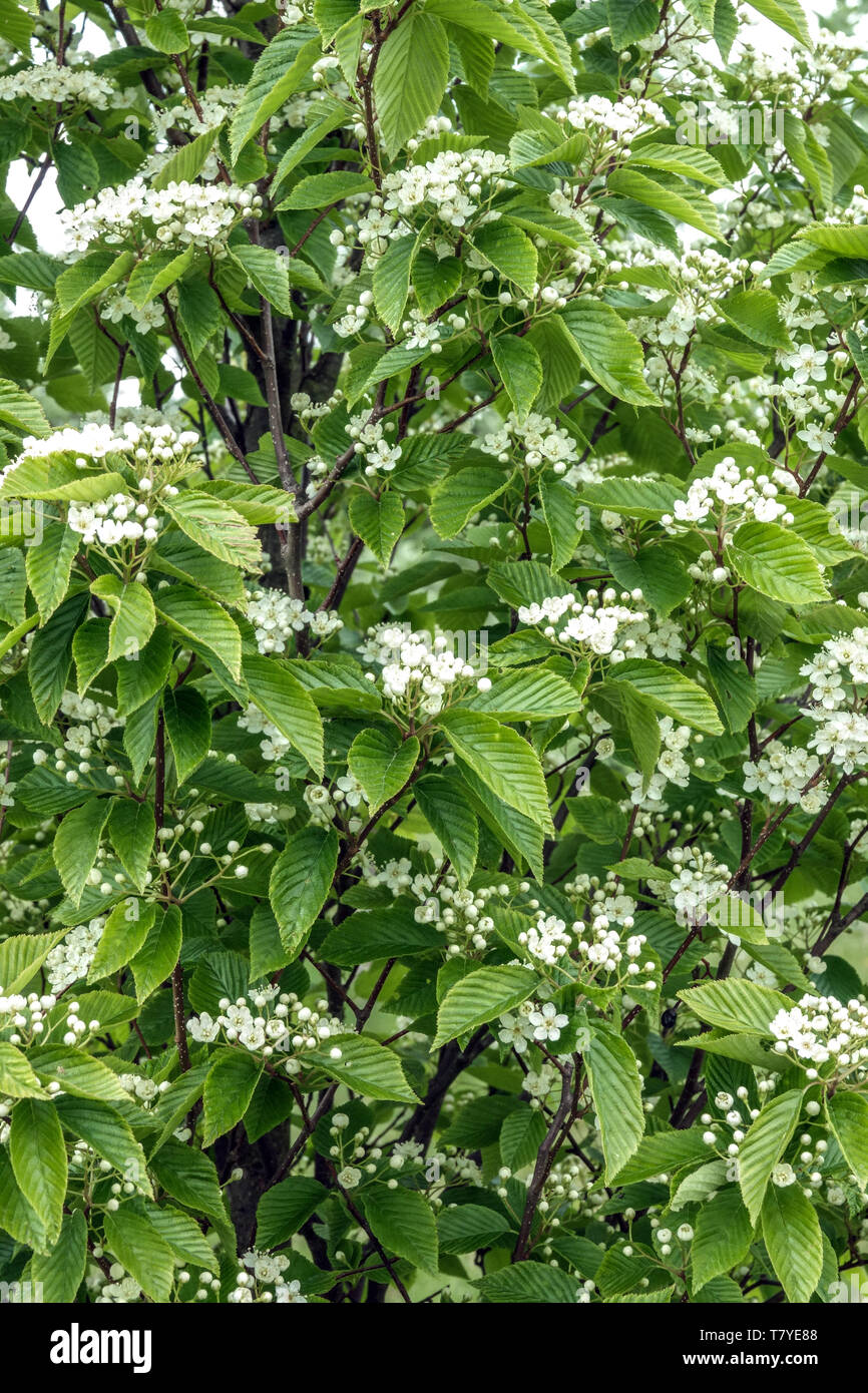 Infiorescenza bianco, foglie di frassino di montagna , Sorbus alnifolia "Uccello Rosso" Foto Stock
