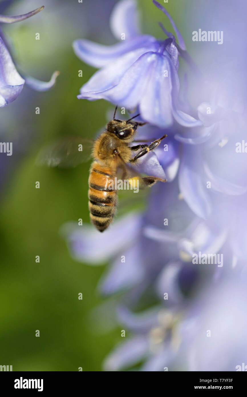 Hoverfly 'Syrphidae' su un Foto Stock