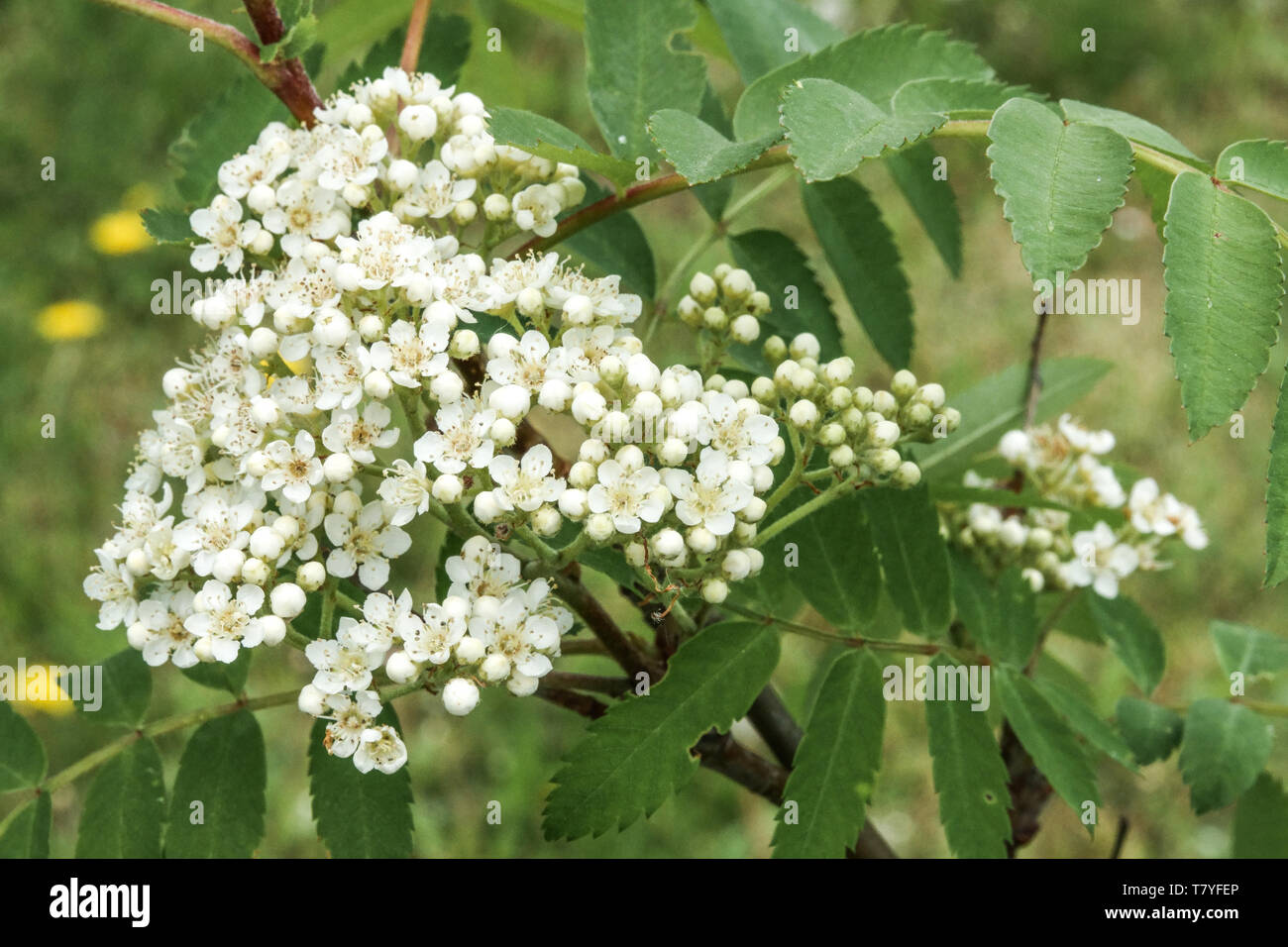 Infiorescenza, bianco fiori, foglie, Sorbus 'tappeto d'Oro" Foto Stock