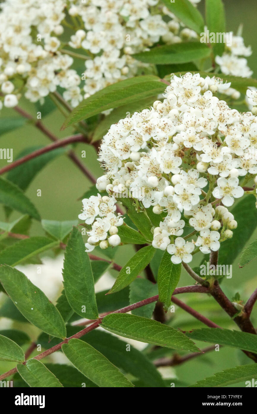 Infiorescenza, bianco fiori, foglie, Sorbus "giallo brillante " Foto Stock