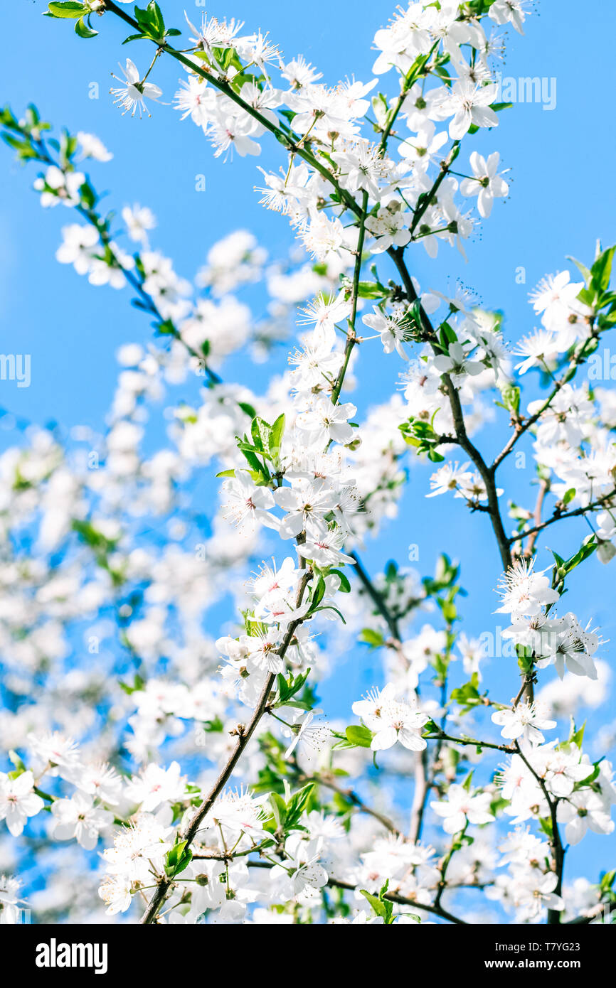 Bellezza floreale, giardino da sogno e scenario naturale concetto - ciliegio fiore e il cielo blu, il bianco dei fiori come sfondo della natura Foto Stock