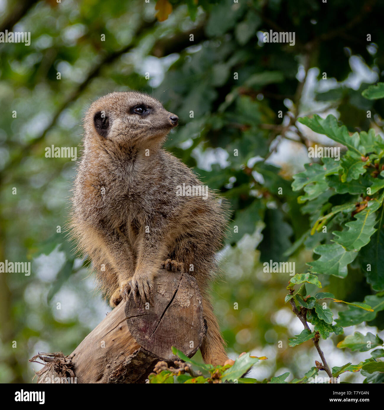 Un Meerkat mantenendo watch Foto Stock