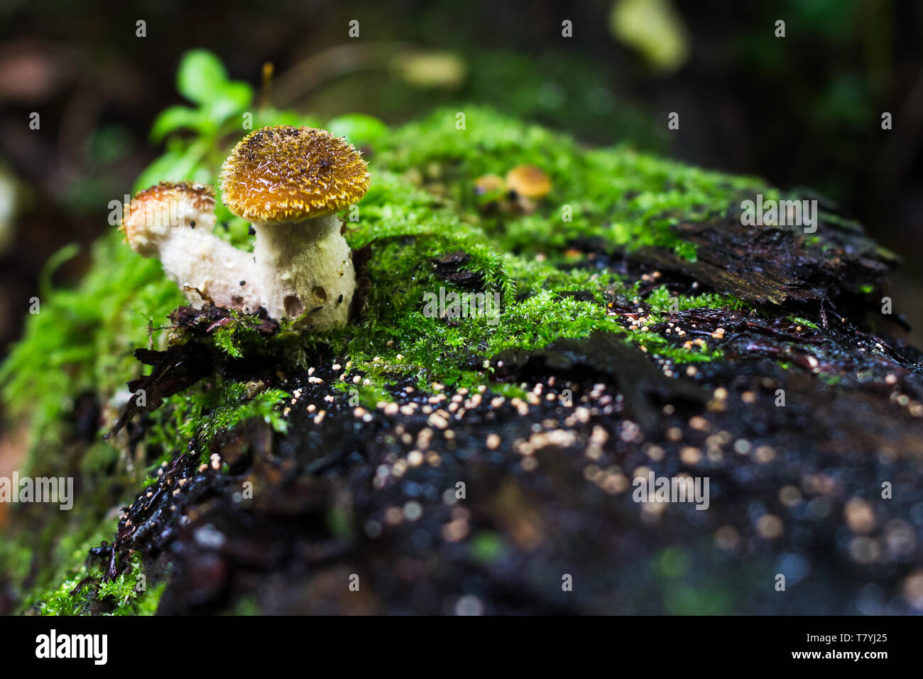 I funghi che crescono su di un registro a Brockholes. Foto Stock