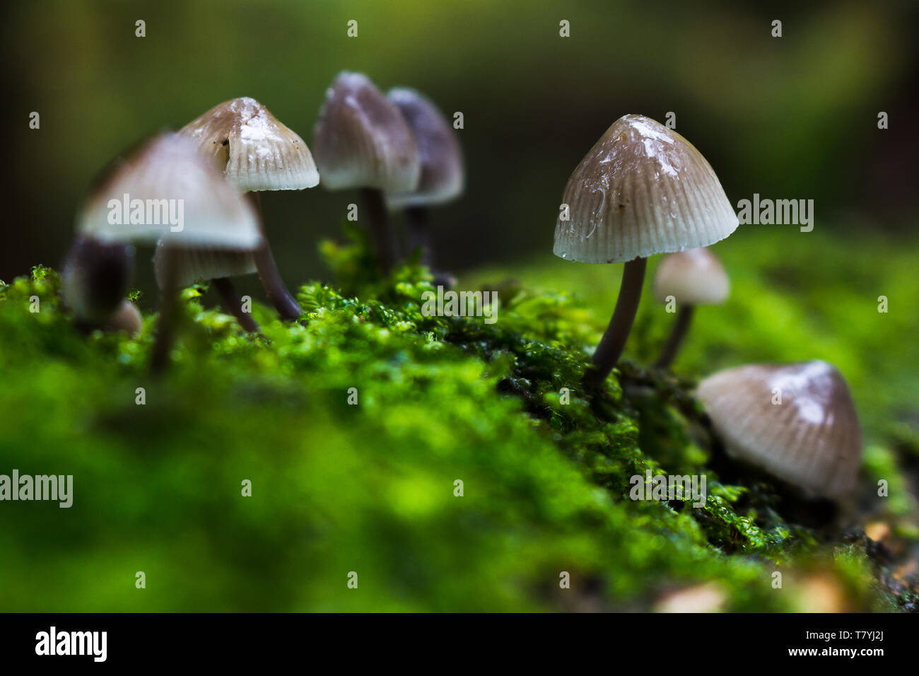 Un gruppo di piccoli funghi (Funghi) trovato mentre a Brockholes. Foto Stock