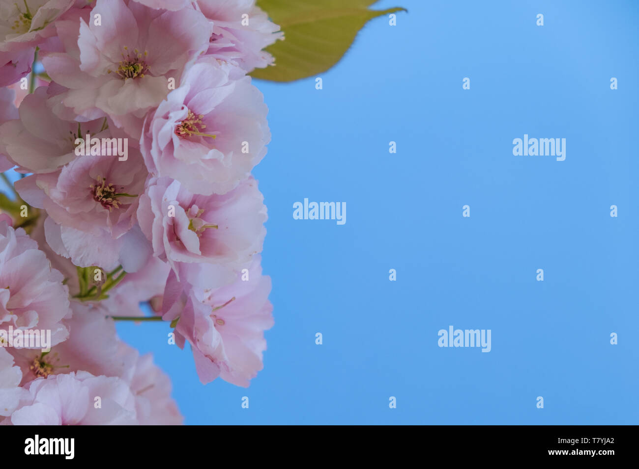 Soft rosa fiori di ciliegio contro un luminoso cielo blu. Soft focus la bordatura. Copia dello spazio. Foto Stock