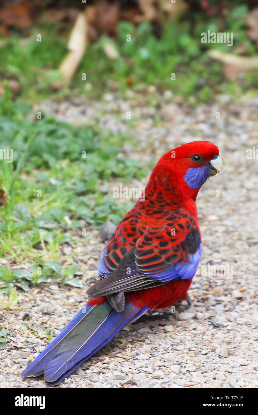 Il crimson rosella (Platycercus elegans) è un pappagallo nativo a est e a sud est dell'Australia Foto Stock