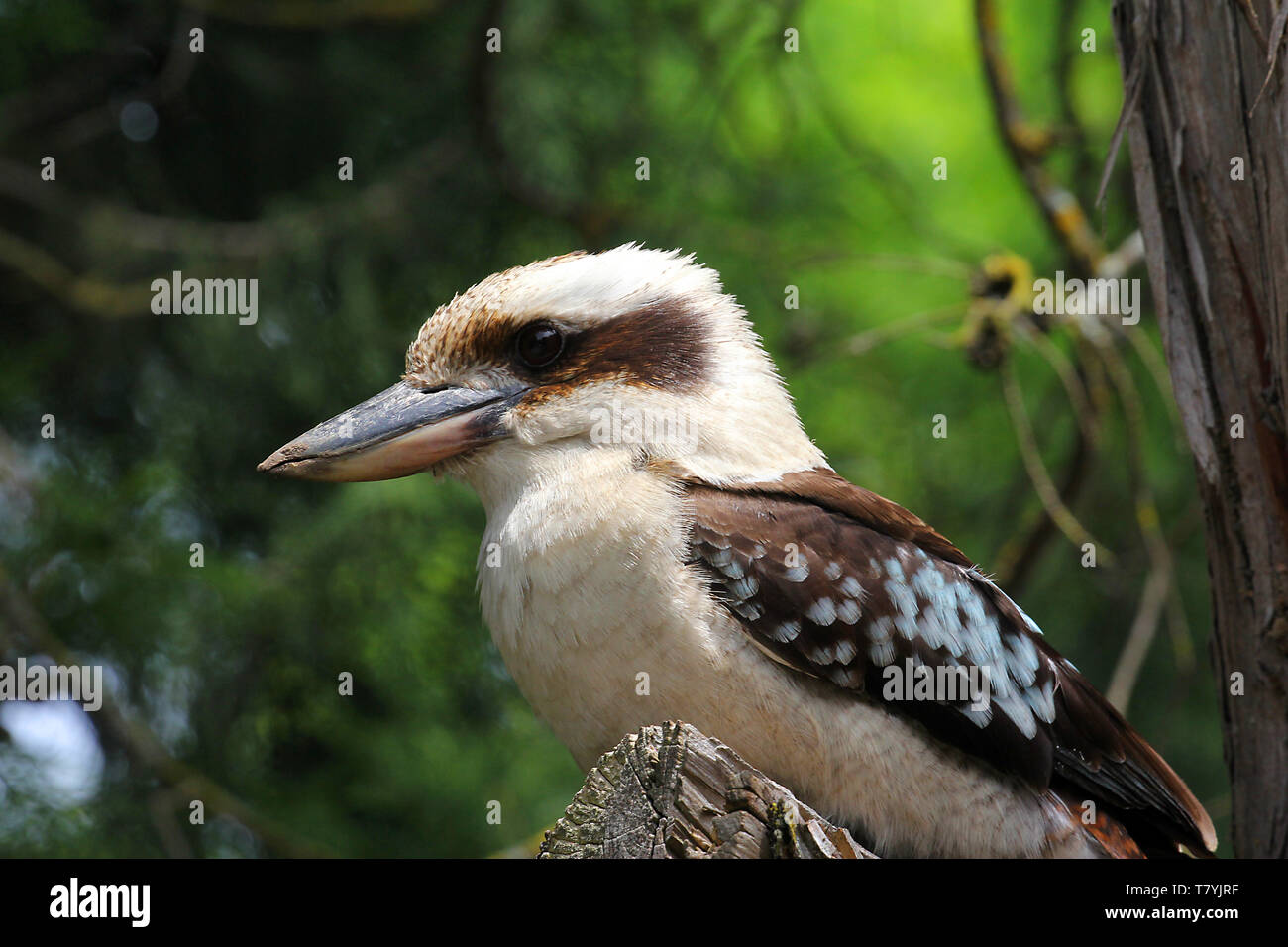Sono Kookaburras albero terrestre il martin pescatore del genere Dacelo nativo di Australia e Nuova Guinea, che crescono a tra 28-42 cm in lunghezza. Foto Stock