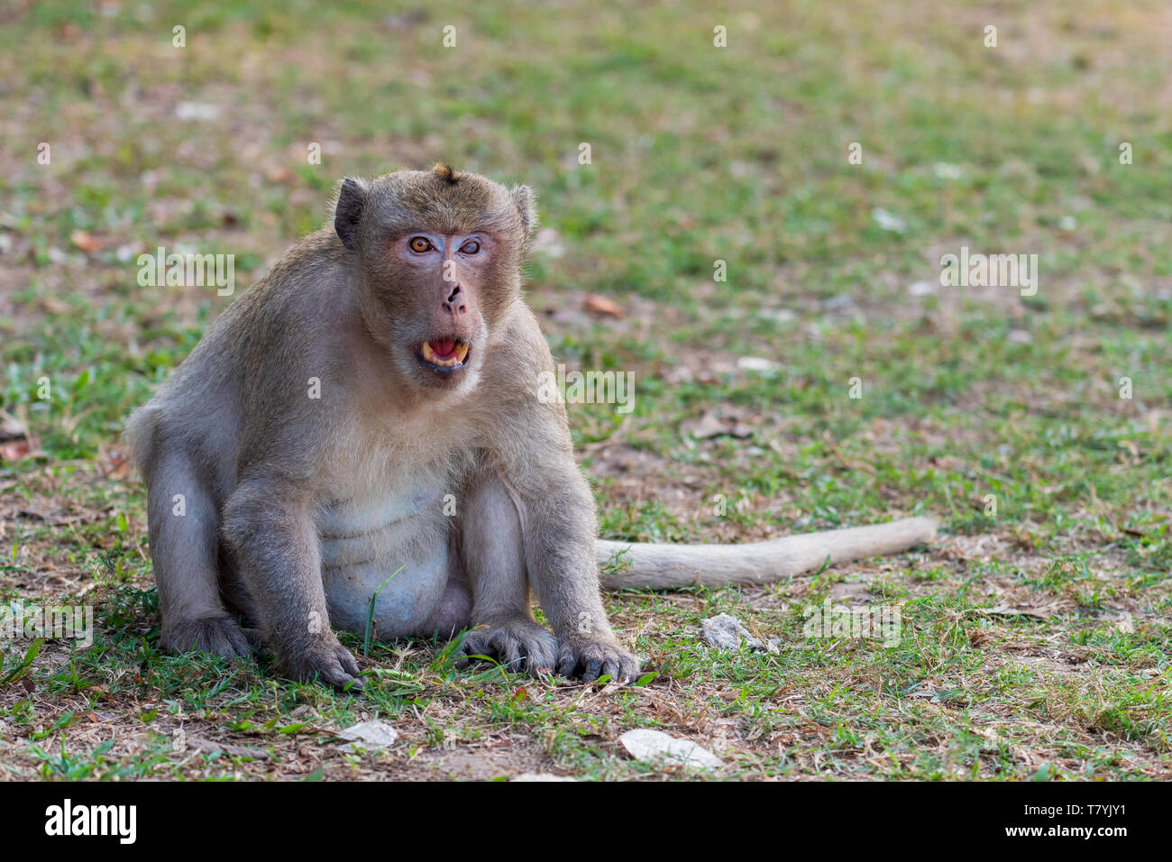 Anziani obesi macaco Long-Tailed con cicatrici del viso a Angkor Wat in Siem Reap, Cambogia Foto Stock
