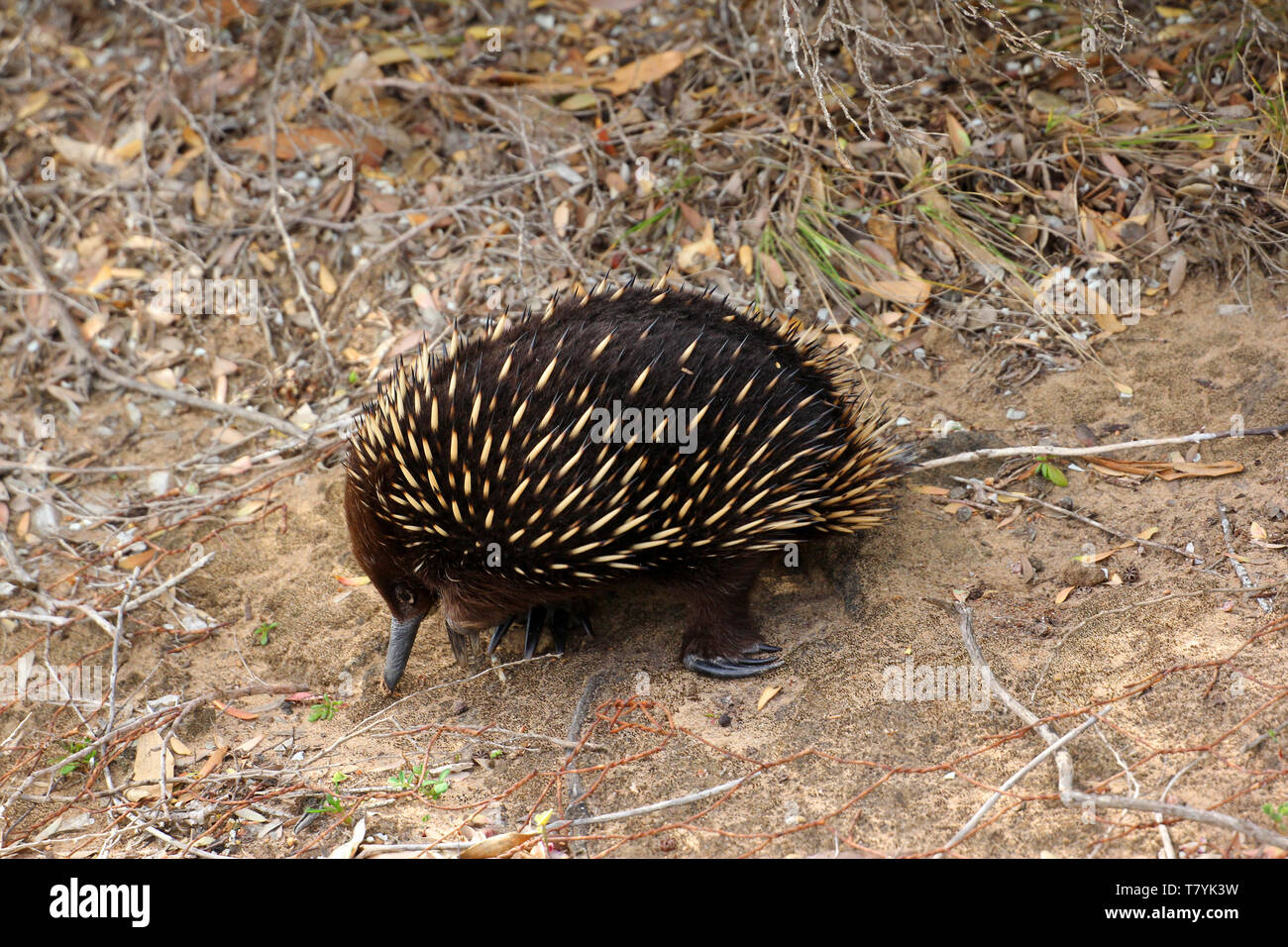 Echidnas, talvolta noto come formichieri spinosa, appartengono alla famiglia Tachyglossidae nel monotreme ordine di deposizione delle uova mammiferi. Foto Stock