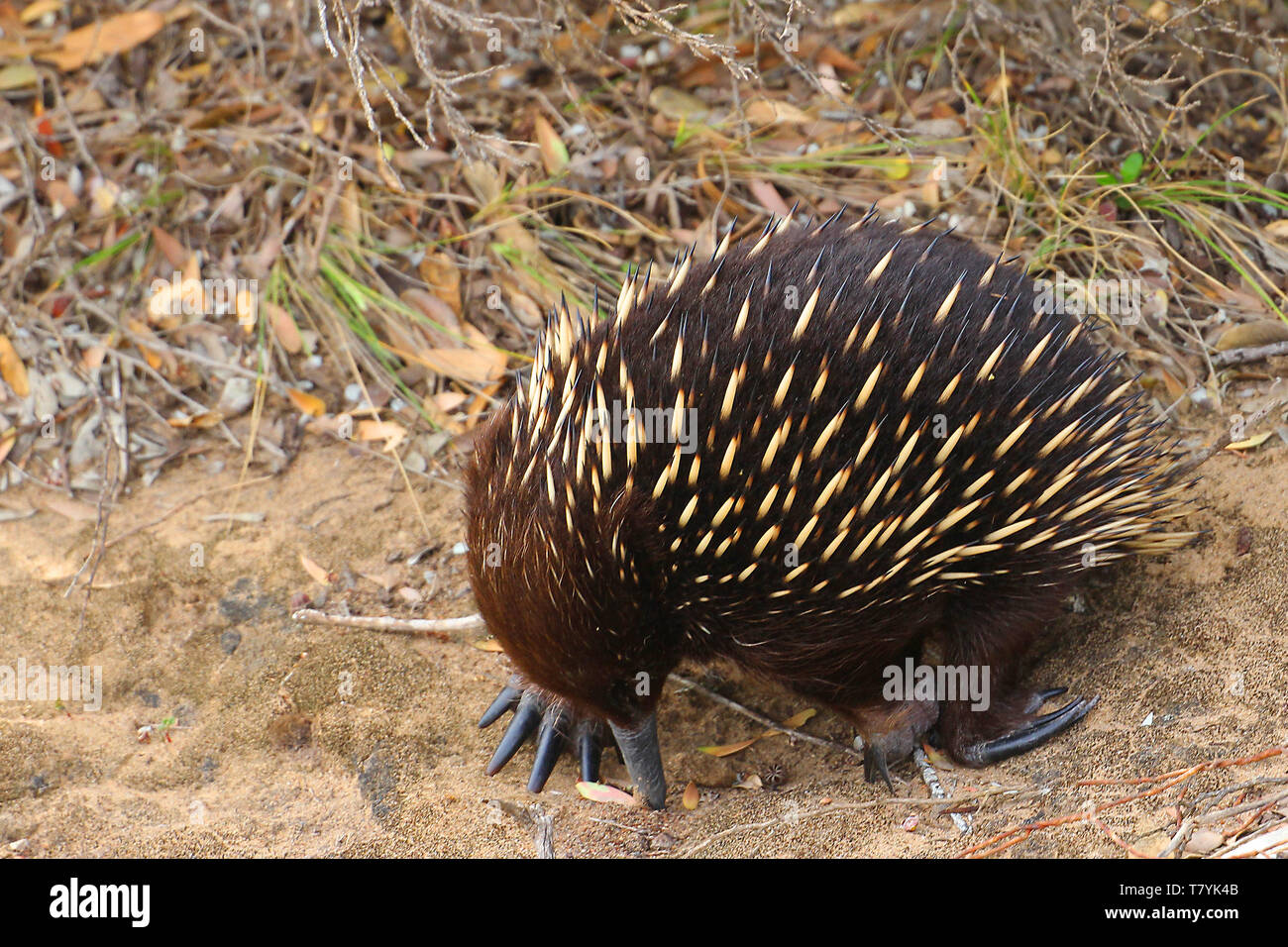 Echidnas, talvolta noto come formichieri spinosa, appartengono alla famiglia Tachyglossidae nel monotreme ordine di deposizione delle uova mammiferi. Foto Stock