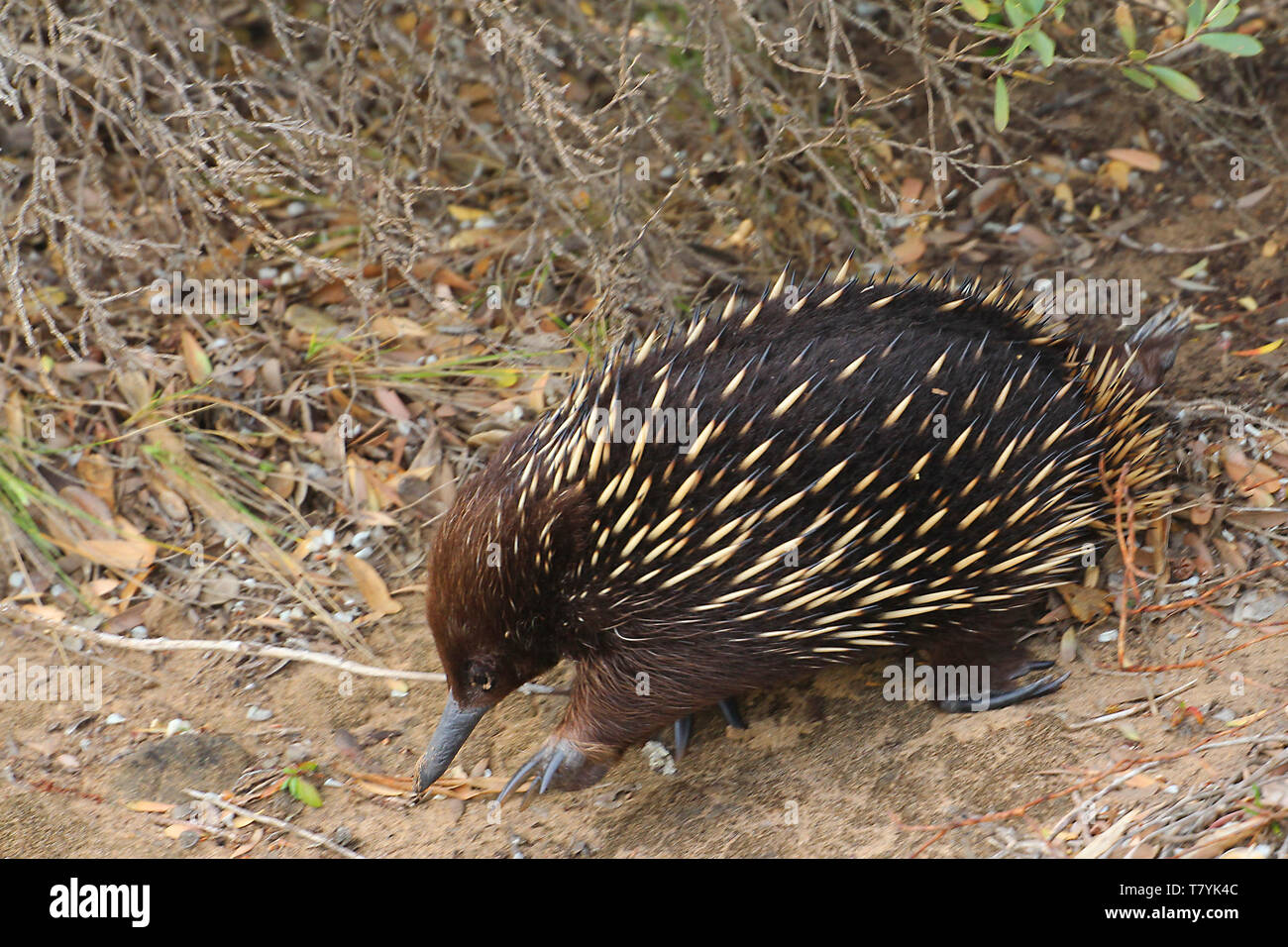 Echidnas, talvolta noto come formichieri spinosa, appartengono alla famiglia Tachyglossidae nel monotreme ordine di deposizione delle uova mammiferi. Foto Stock