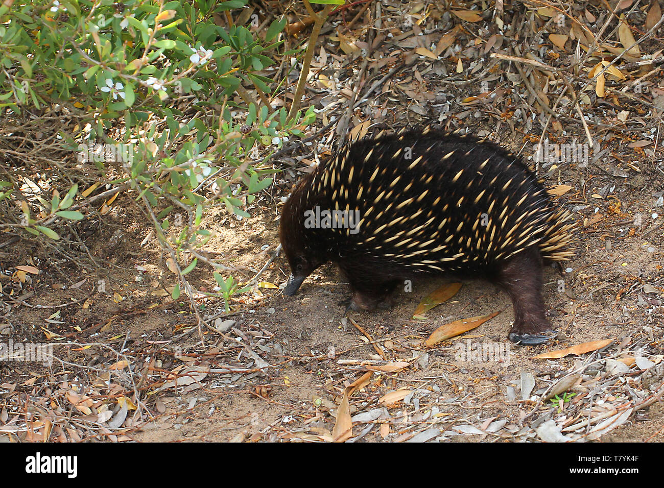 Echidnas, talvolta noto come formichieri spinosa, appartengono alla famiglia Tachyglossidae nel monotreme ordine di deposizione delle uova mammiferi. Foto Stock