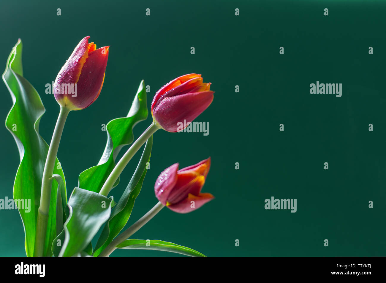 Bouquet di tre tulipani rossi isolato su sfondo verde scuro - testo spazio, biglietto di auguri Foto Stock