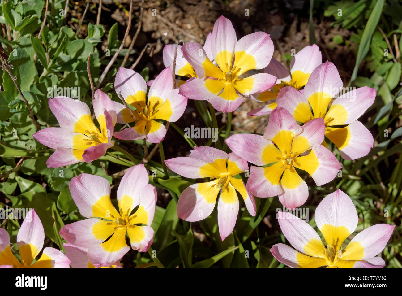 Botaniche fiori tulip Tulip saxatilis Barkeri gruppo (Lilac Wonder) fiorire in primavera, Vancouver, BC, Canada Foto Stock
