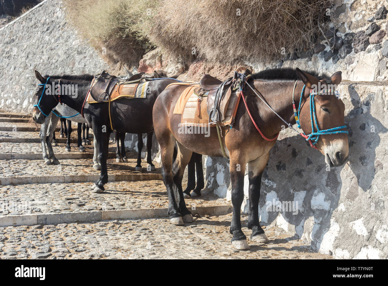 Muli per cavalcare da Thira porta a Thira town a Santorini Foto Stock
