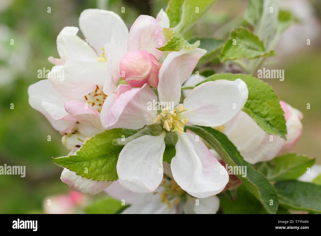 La fioritura di mele di Malus "Egremont Russet" a metà primavera - Regno Unito Foto Stock