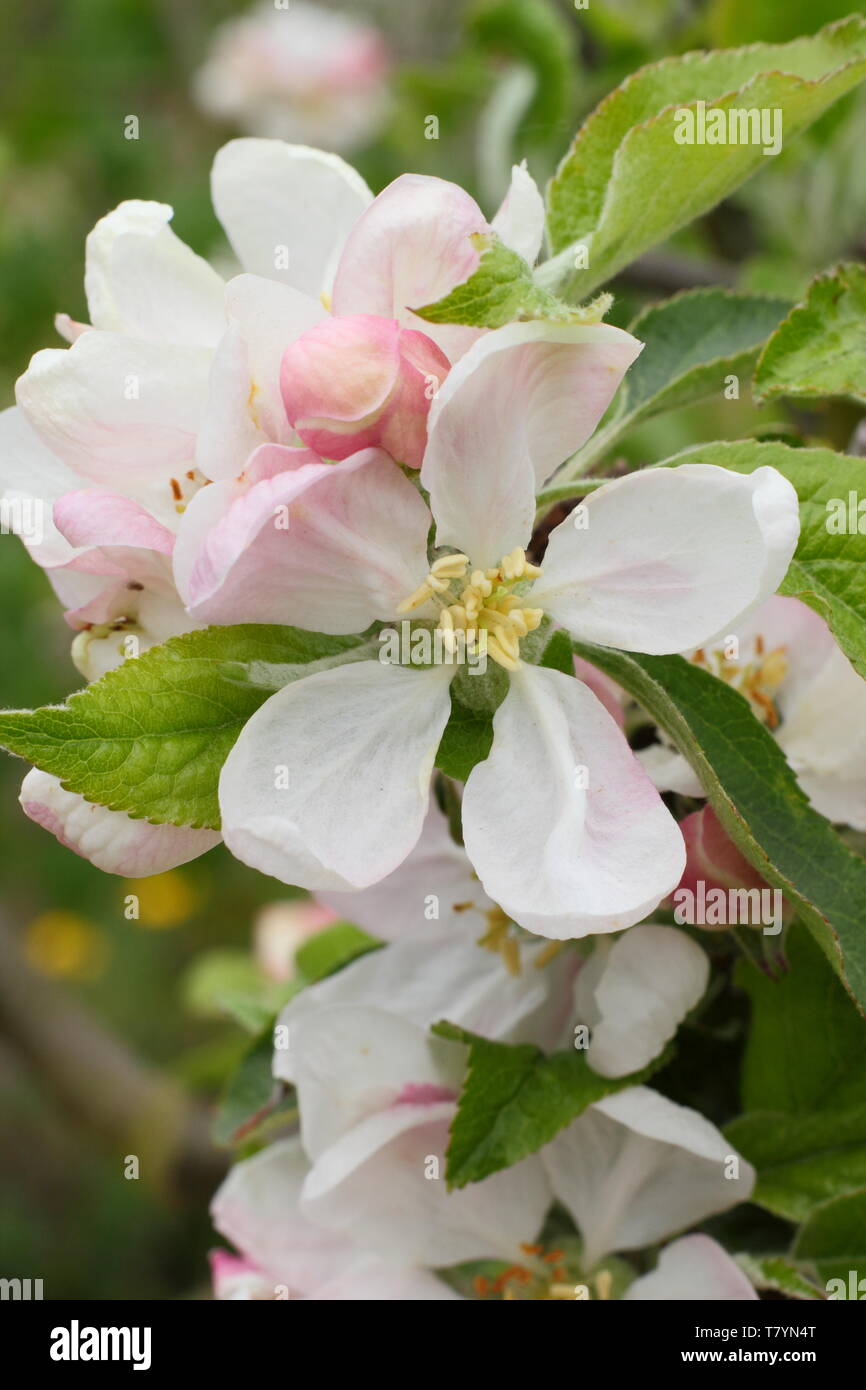 La fioritura di mele di Malus "Egremont Russet" a metà primavera - Regno Unito Foto Stock