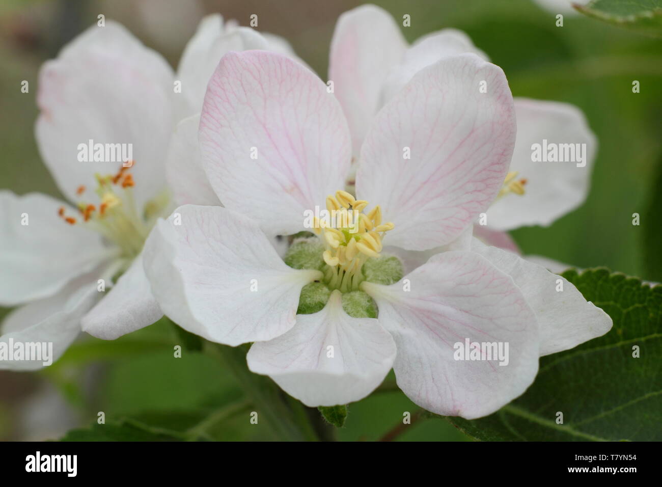 Malus " Ellison's orange' sboccia a metà primavera - REGNO UNITO Foto Stock