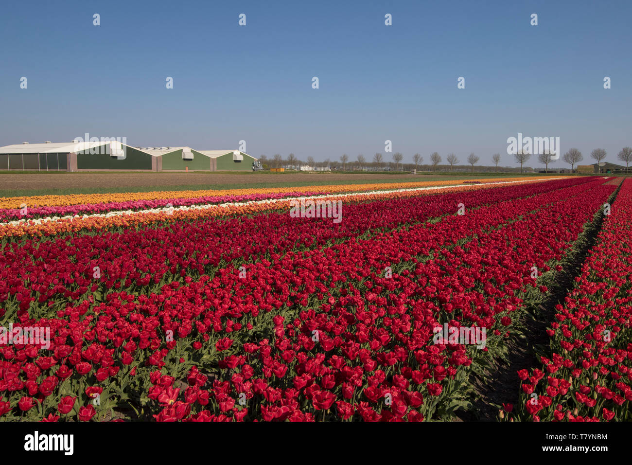 Innumerevoli i tulipani rossi in una fila con i loro fiori, con una serra in background Foto Stock