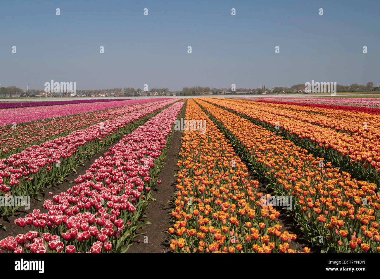 Arancione e rosa tulipani in una fila con i loro fiori fino al cielo Foto Stock