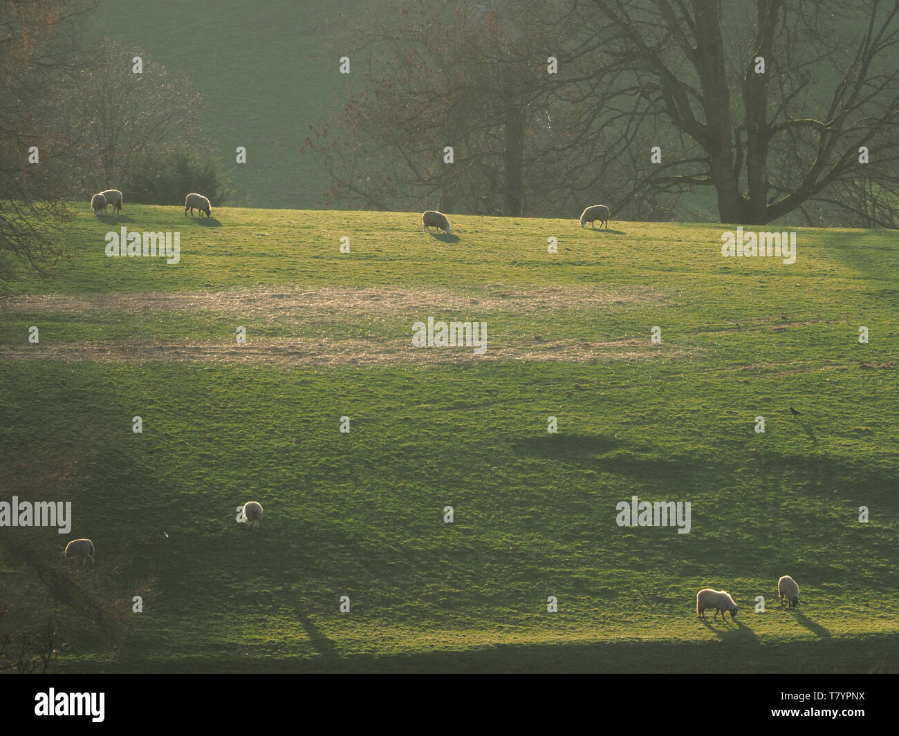 Pecora con ombre lunghe giornate di pascolo su hillside campo illuminato da bassa radente sole serale in Cumbria rurale,l'Inghilterra,UK Foto Stock