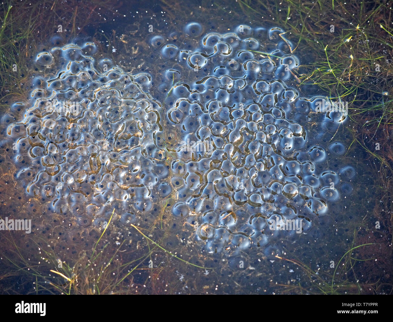 La luce solare sulla massa abbondante di frogspawn gelatinosa in piscina poco profonda con laghetto infestante in Cumbria,l'Inghilterra,UK Foto Stock