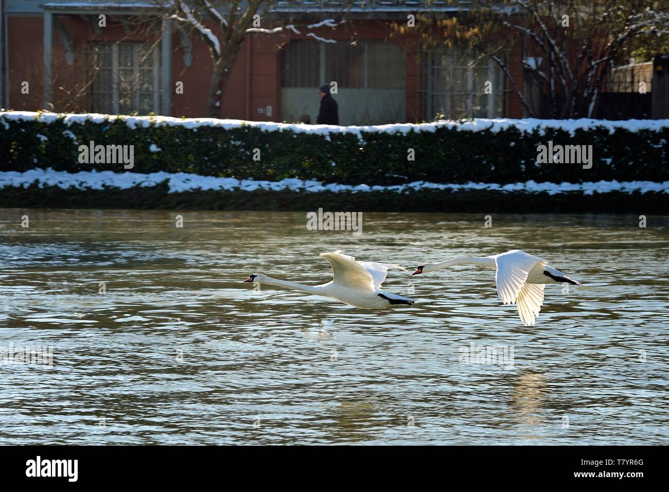 Francia, Val de Marne, Marne riverside, Bry sur Marne, cigni battenti Foto Stock