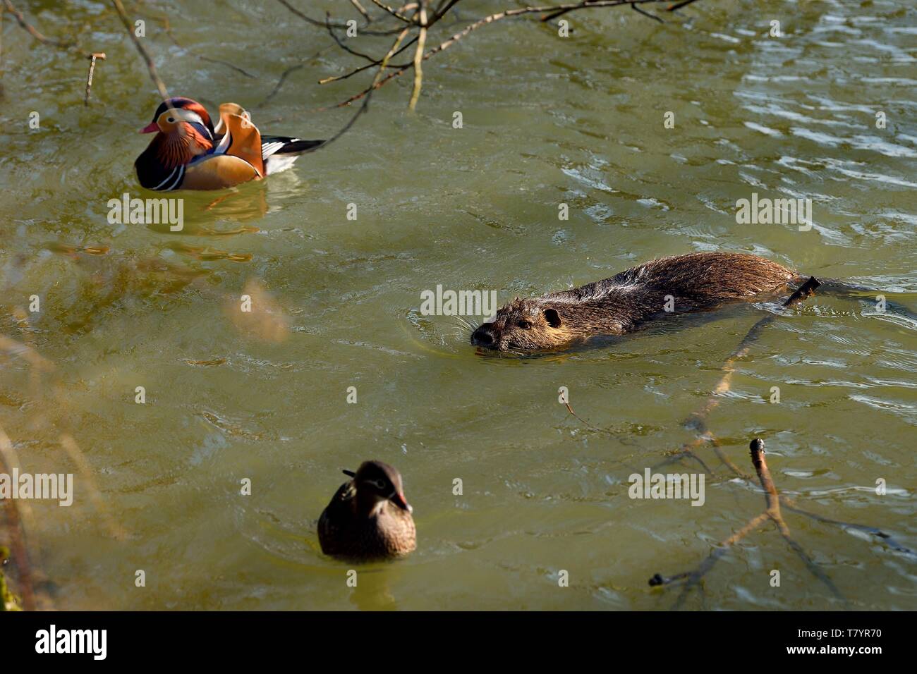 Francia, Val de Marne, Marne riverside, Bry sur Marne, coypu noto anche come la nutria (Myocastor coypus) e Anatra di mandarino (Aix galericulata) Foto Stock