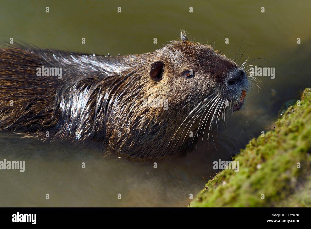 Francia, Val de Marne, Marne riverside, Bry sur Marne, coypu noto anche come la nutria (Myocastor coypus) Foto Stock