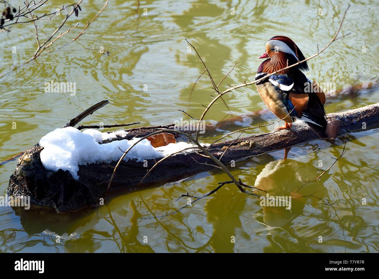 Francia, Val de Marne, Marne riverside, Bry sur Marne, maschio Anatra di mandarino (Aix galericulata) Foto Stock