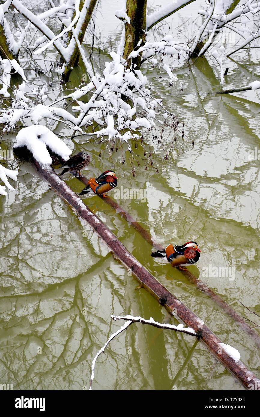 Francia, Val de Marne, Marne riverside, Bry sur Marne, Anatra di mandarino (Aix galericulata) Foto Stock