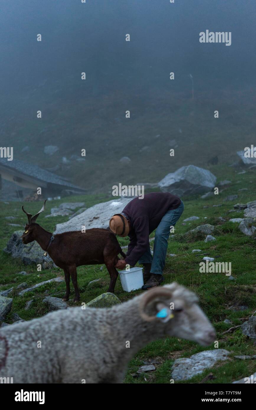 Francia, Haute Savoie, Chamonix Mont Blanc, villaggio di Argentiere, la gamma della montagna di Mont Blanc, Jean-Luc Pitrat, pastore, alpeggio del telecomando Foto Stock