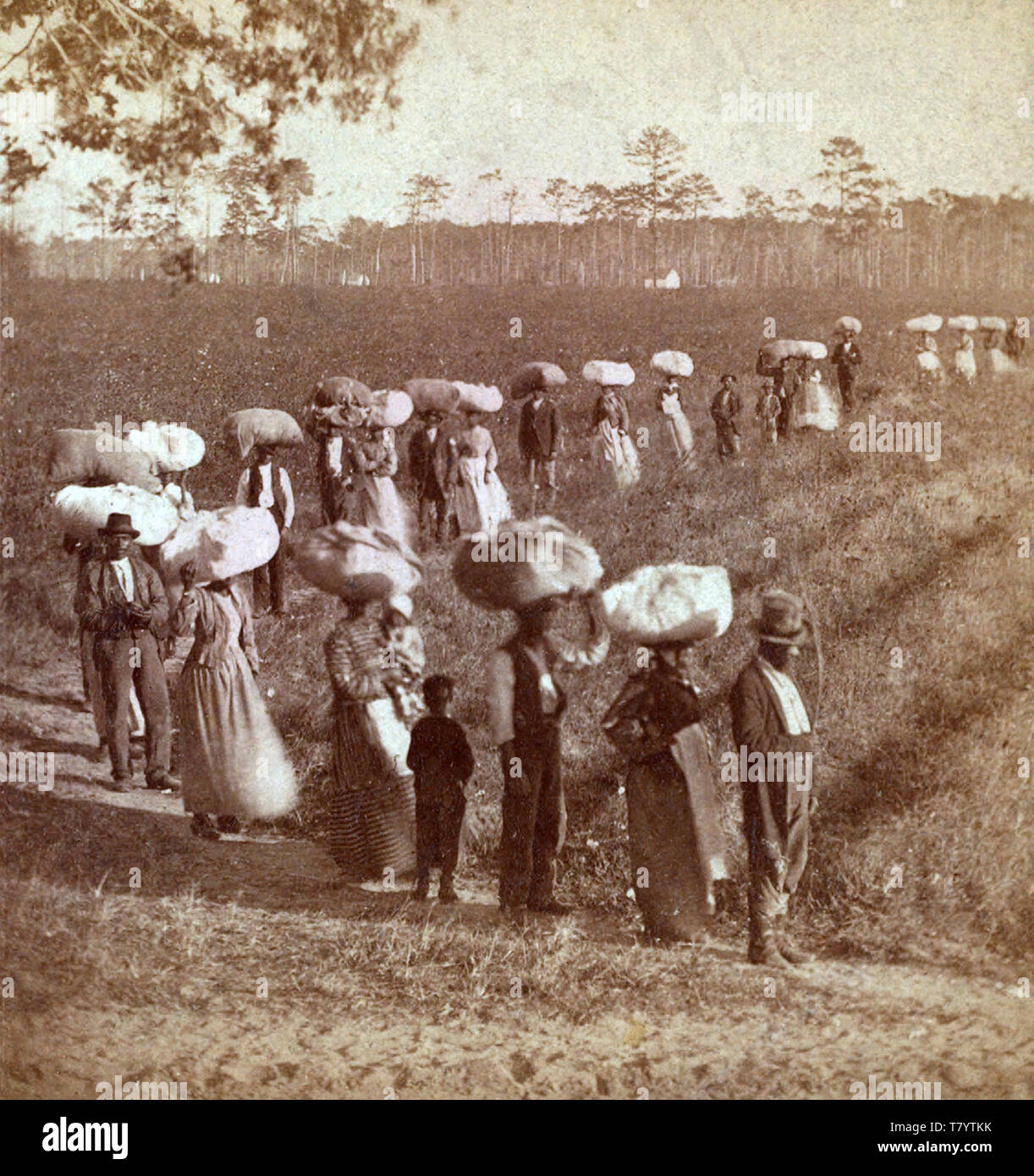 La schiavitù, Carolina del Sud piantagione di cotone, 1860s Foto Stock