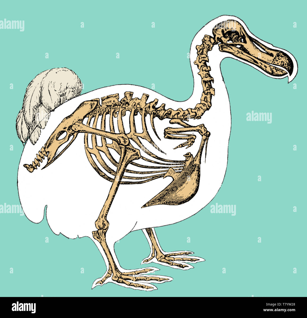 Lo scheletro e il profilo del Dodo Bird Foto Stock