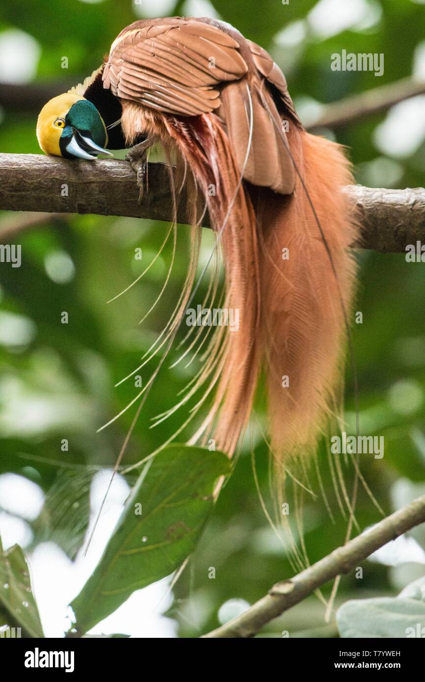 Papua Nuova Guinea, Capitale Nazionale Port Moresby, uccello del paradiso (Paradisaea raggiana) Foto Stock