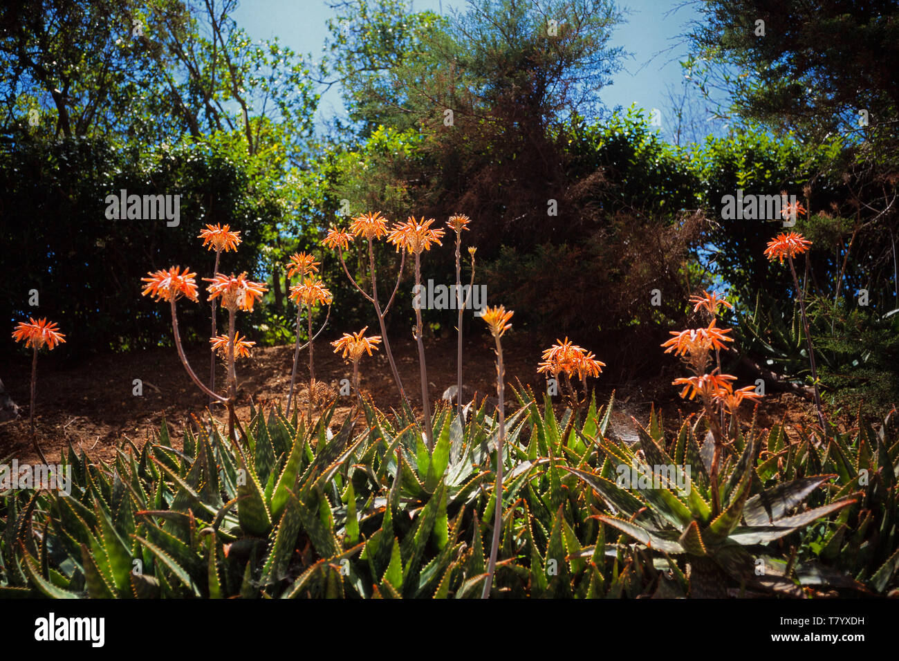 Aloe in fiore, Aloe saponaria, sapone Aloe, Algarve, PORTOGALLO Foto Stock