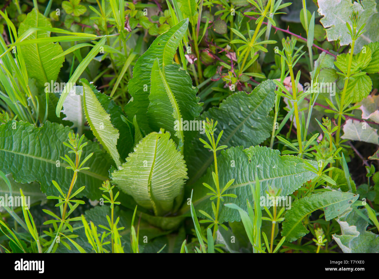 Piante verdi Foto Stock