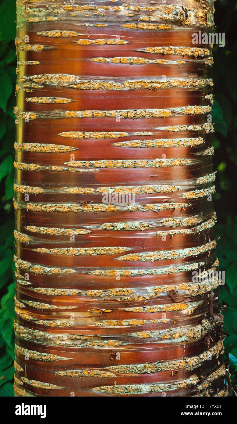 Il Tibetano ciliegio (Prunus serrula) abbaio dettaglio Foto Stock