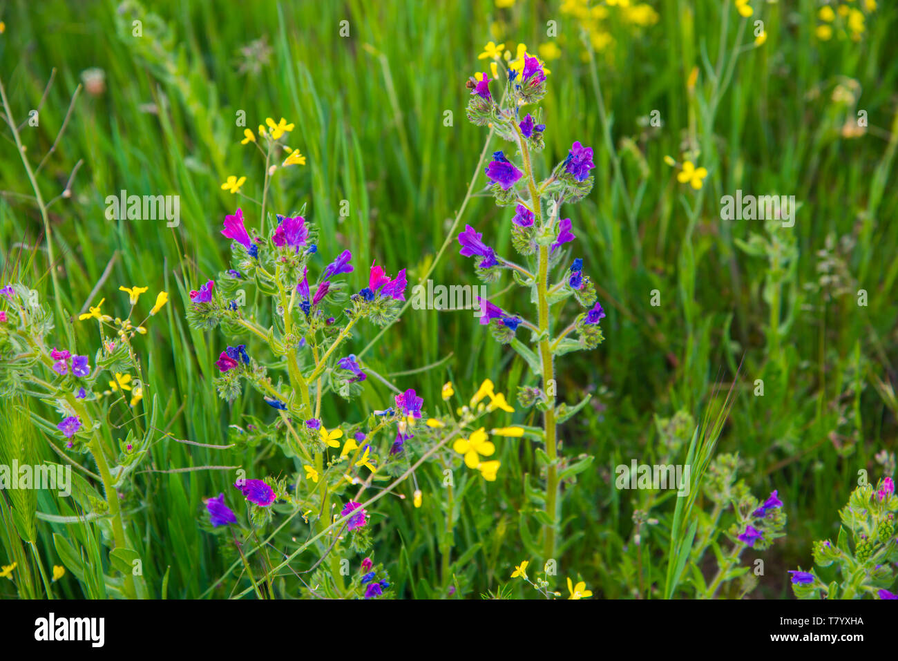 Fiori selvatici. Foto Stock