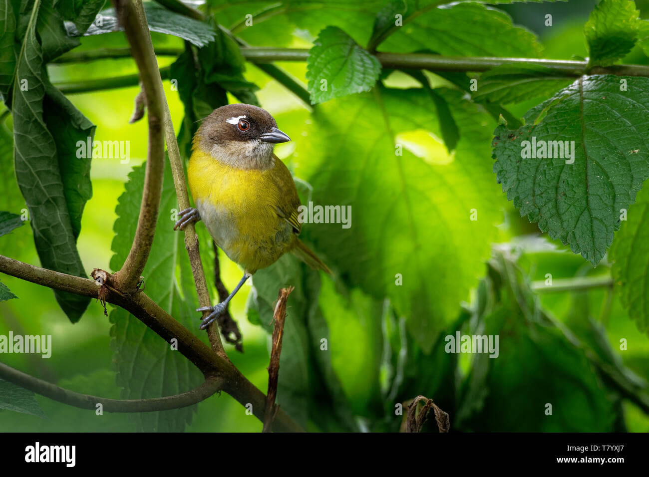 Chlorospingus flavopectus - Comune Bush-tanager, comune chlorospingus, allevatore residente nelle highlands dal Messico centrale sud alla Bolivia e nort Foto Stock