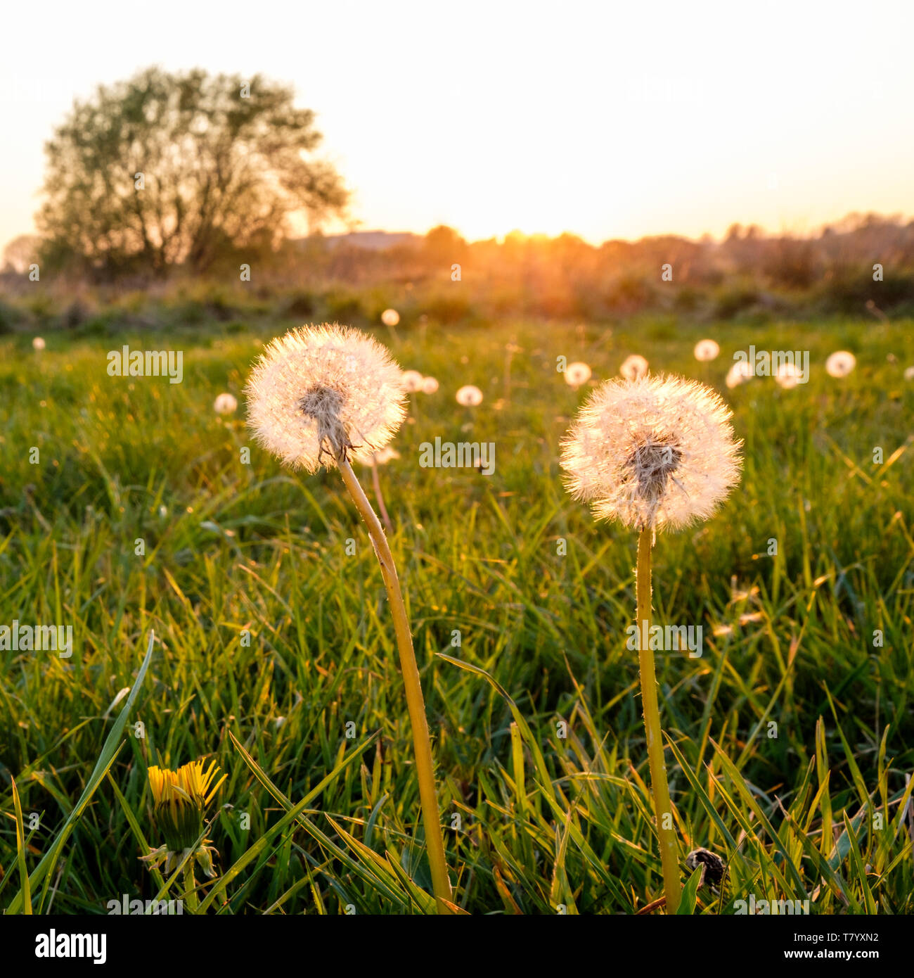 Il tarassaco e la luce del sole in un campo al tramonto, Nottinghamshire, England, Regno Unito Foto Stock